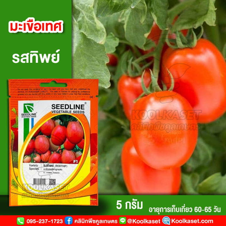 เมล็ดพันธุ์มะเขือเทศ รสทิพย์ ซีดไลน์ คุณภาพดี