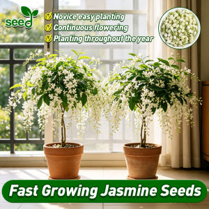 100% Authentic White Jasmine Seeds for Planting (Fast Growing 50Seeds) Bonsai Jasmine Seeds for Sale Legit Fragrant White Jasmine Flower Seeds Rare Jasmine Flower Plant Seeds for Garden Balcony Indoor Potted Jasmine Live Plant Flowering Plants Seeds