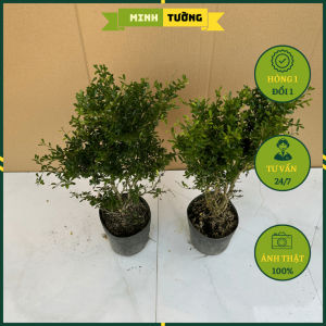 Cây Linh Sam - Cây Trồng Sân Vườn
