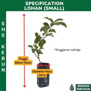 Pokok Jambu Batu Merah/Jambu Lohan Buah Besar/ Red Guava Live Plant Pokok Buah Hidup 番石榴树苗 Shs Kebun