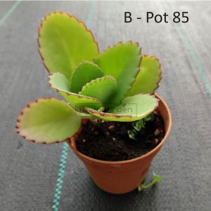 Mother of Thousands/ Kalanchoe Daigremontiana (LIVE PLANT)