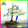 Cây Me Bonsai Mini Dáng Bạt Phong Gió Lùa. 