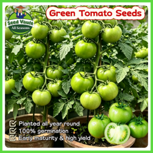 100% Legit High Germination 100pcs High Yield Giant Green Tomato Seeds for Planting Vegetables Fresh Floradade Seeds Bonsai Tomato Seedlings Balcony Apollo Tomato Vegetables Seeds for Gardening Tomato Kamatis Seeds Indoor and Outdoor Vegetable Planting