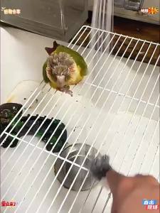 Multifunctional birdcage cleaning brush parrot cage cleaning tools bird droppings cleaning scraper bird supplies range hood brush specialized tool wire brush with handle barbecue grill brush sink and kitchen stove oil stain remover household crev