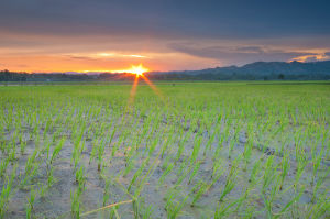 Gạo Thơm Lài thơm ngon dẻo vừa Lotus Rice 5kg - Gạo ngon sạch chuẩn xuất khẩu - Đạt nhiều chứng nhận an toàn thực phẩm quốc tế