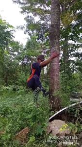 Alat Panjat Pohon Kelapa: Tahan Lama & Mudah Digunakan