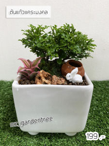 [ต้นไม้จริง] สวนถาด บอนไซแก้วแคระมงคล ไม้คัดฟอร์มสวยทุกต้น