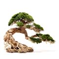 Lũa bonsai mini cho bể cá thủy sinh 25x20 - [Xưởng ts online37], cam kết hàng đúng mô tả, chất lượng đảm bảo, đa dạng các mặt hàng đáp ứng nhu cầu của người sử dụng. 