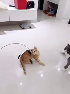 Cat Teaser Pet Cat Puppy Teaser Bell Feather Swallow Design Interactive Funny Cat Stick Toy