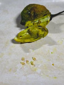 🌶️เมล็ดพันธุ์พริกบิ๊กมัสตาร์ด มาม่า(Big Mustard Mama)พันธุ์แท้💯