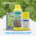 Insektisida Regent Biru 50SC 50ml 250ml 500ml Ampuh Mengendalikan Hama Ulat Daun Thrips Wereng. 