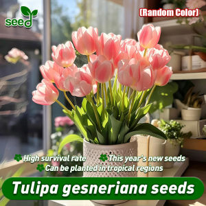 (Fast Growing 100pcs) 100% Authentic Tulipa Gesneriana Seeds for Planting Flowers (Random Color) Flowering Plants Seeds Potted Tulipa Gesneriana Live Plants for Sale Indoor Plants Easy To Grow Flower Seed Air purification plant ornamental true plant seeds