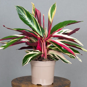 Calathea Triostar: Tanaman Hias Daun Pink Hijau Putih Bikin Interior Lebih Hidup!