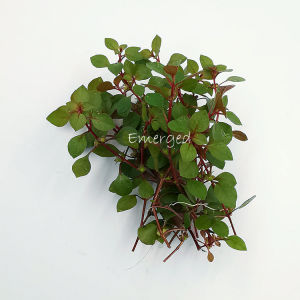 Ludwigia Sp Super Red  玫瑰叶底红/ Aquatic plants/Tumbuhan Akuatik