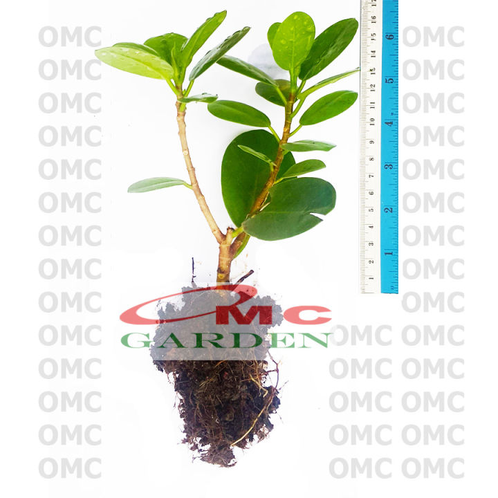 Evropada sperma almashinuvini kuzating