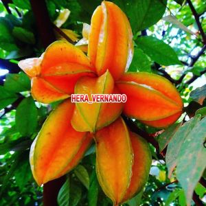 Bibit Belimbing Madu Jumbo Super Okulasi