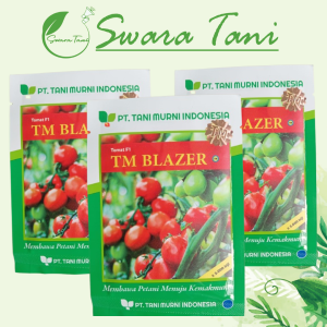 Benih Tomat F1 TM BLAZER 3.000biji