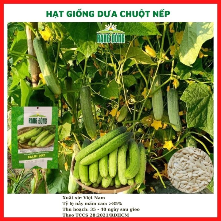 Hạt giống dưa leo - dưa chuột nếp thơm siêu trái lai F1 - rau củ quả ...