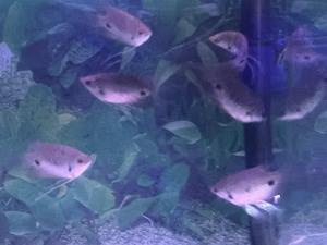 Kaloi Albina Dan Kaloi Sabah Ikan Hiasan