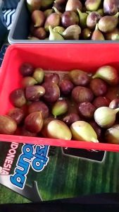 BUAH TIN 1 KG BUAH TIN LOKAL DARI BANDUNG