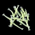 100Pcs Umpan Pancing Udang Tiruan Kecil Bercahaya Soft Lure Udang Palsu Mancing 4Cm. 
