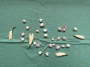 𝒽𝑒𝓎𝒻𝓁𝑜𝓌𝑒𝓇𝓈 - CHEEKY POOH SCRUNCHY