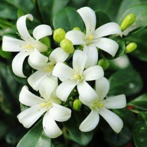 orange jasmine kamuning live plant