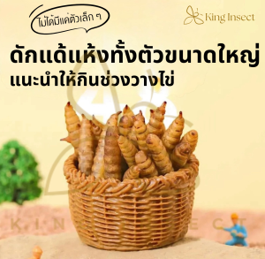 King Insect BSF หนอนแมลงวันลาย อบแห้ง 30กรัม 50กรัม