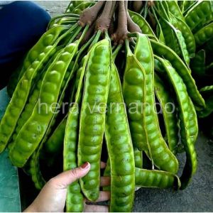 Bibit Pete Jumbo Tanaman Petai Super Okulasi Cepat Berbuah