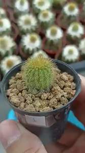 แผงคอม้าทองชําหน่อเหมาะสําหรับเลี้ยงสะสมuebelmannia pectinifera var. eriocactoides