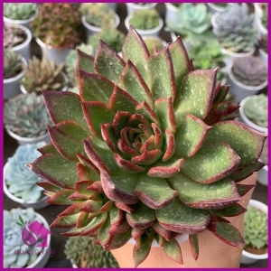 Sen Đá Ếch Lửa Sen đá size Trung 8 cm cây khỏe già vượt size