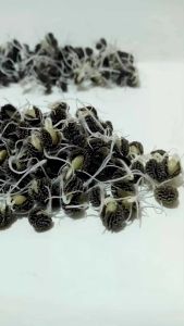 MANDIRI AGRO 500 SEEDS PEPAYA CALIFORNIA
