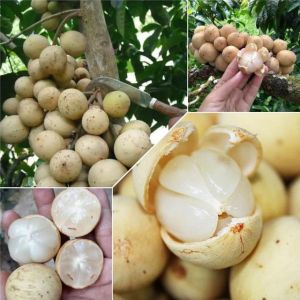 Bibit Buah Duku Non Biji Unggul Original