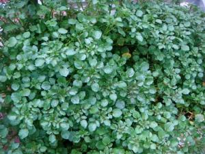 Hạt giống cải Xoong - kháng bệnh tốt năng suất cao-Tổng kho hạt giống giá rẻ