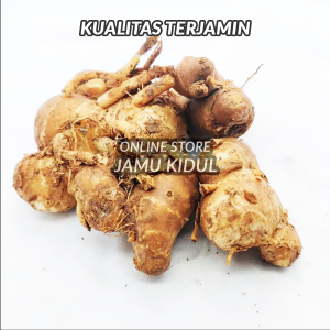 KENCUR SEGAR 500gr - HARGA GROSIR