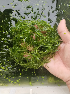 Aquatic plants for aquarium decor