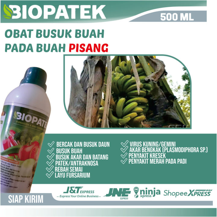 Obat Busuk Batang Pisang Biopaek Fungisida And Bakterisida Hayati Ampuh