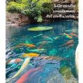 ผงสีน้ำทะเล น้ำทะเลเทียม เปลี่ยนสีน้ำ ผงเปลี่ยนสีน้ำ ผงน้ำสีฟ้า สีน้ำเทียม ปรับ ผงทำน้ำสีฟ้า ปรับสีน้ำในบ่อปลา กุ้ง ใช้แต่งสีน้ำ (250g). 