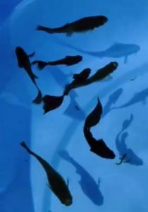 Black Moscow Guppy