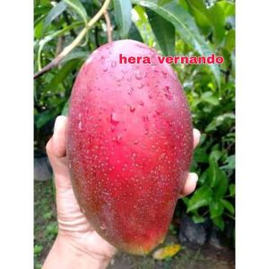 Bibit Mangga Red Emperor