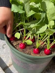 Colorful cherry radishes red yellow green purple white-skinned fruit radishes four-season vegetable radishes