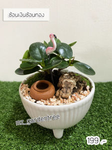 [ต้นไม้จริง]🎍🎍สวนถาดไม้มงคล ช้อนเงินช้อนทอง🎍🎍กระถางกลมสามขา**ไม้คัดฟอร์มสวยทุกต้น**