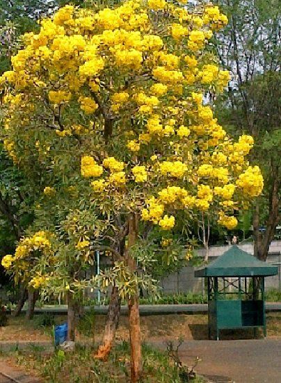 Bibit Tanaman Bunga Tabebuya Kuning Super