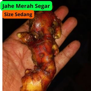 ahe merah segar 1kg-jahe merah medan-jahe merah segar 1kg super-rempah herbal-jahe segar-jahe merah original-wedang jahe-jahe merah super 1kg-jahe merah asli-jahe merah