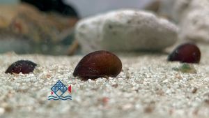 Black KingKong Snail/Military Helmet Snail/Aquarium Snail/Algae Eater 黑金刚螺/食藻者/活体(Sin Quan Aquaculture Enterprise)