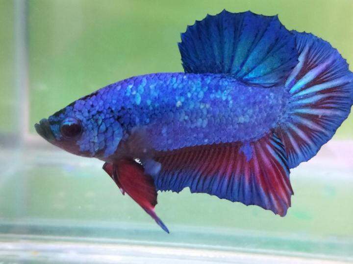 Lazada hot sale betta fish