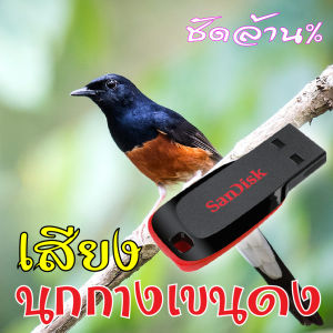 แฟลชไดร์ฟเสียงต่อนกกางเขนดง เสียงนกกางเขนดง เสียงต่อนกกางเขนดง เมมเสียงนกกางเขนดง