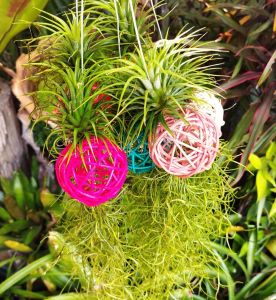Tillandsia ionantha เคราฤาษีด้วยสีแดง พร้อมบอลหวาย สวยๆ สำหรับใช้งานตกแต่งบ้าน ที่ทำงาน สวน ไม้ประดับ
