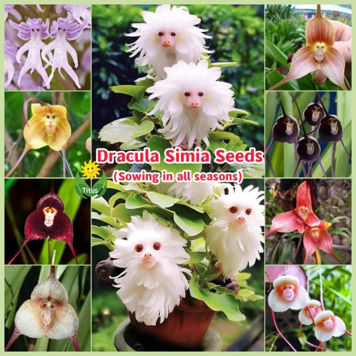 100 Legit Mixed Dracula Simia Seeds Monkey Face Orchid Flower Seeds