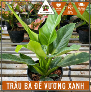 Cây Trầu Bà Đế Vương Xanh - Tổng thể tầm 30-40 cm - Kiểng lá trang trí sang trọng!